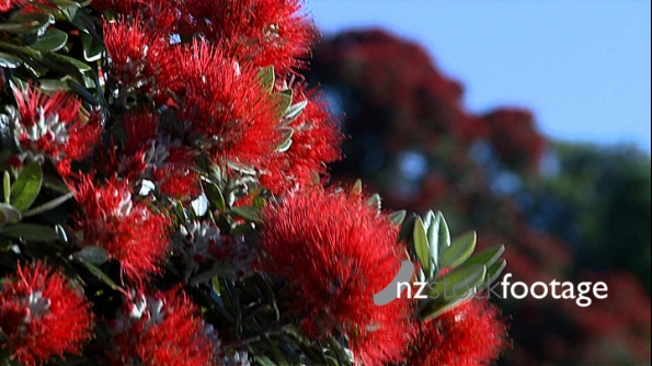 Pohutukawa Tree 4 377
